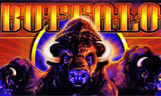 Buffalo